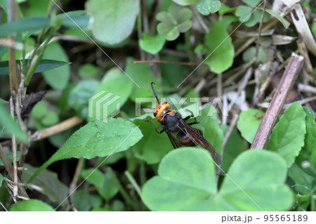 スズメバチ　猛毒　危険 95565189