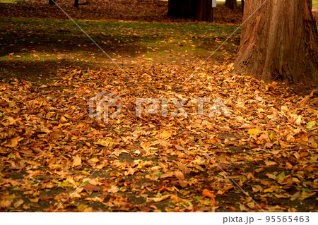森の中の落ち葉 95565463