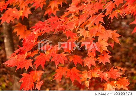 モミジ紅葉 モミジ紅葉 95565472