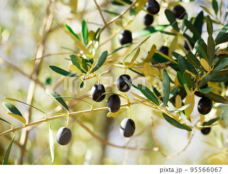 close up black olives on tree branches in grove 95566067
