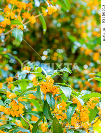 秋の景色　青空とオレンジ色に色づいたキンモクセイ 95566618