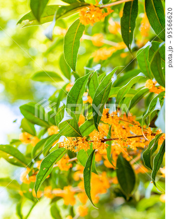 秋の景色　青空とオレンジ色に色づいたキンモクセイ 95566620