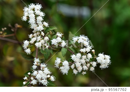 ユーパトリウム・チョコレート（キク科）の白い花 95567702