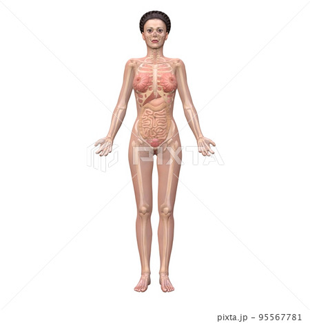人体透視図（女性） 95567781
