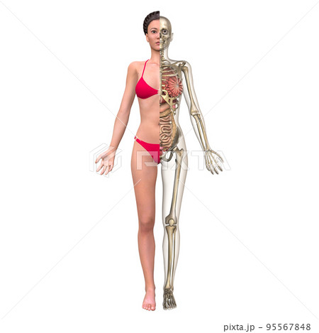 人体半身比較図・透視（女性） 95567848