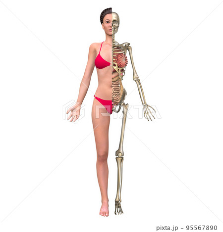 人体半身比較図・骨格内蔵（女性） 95567890