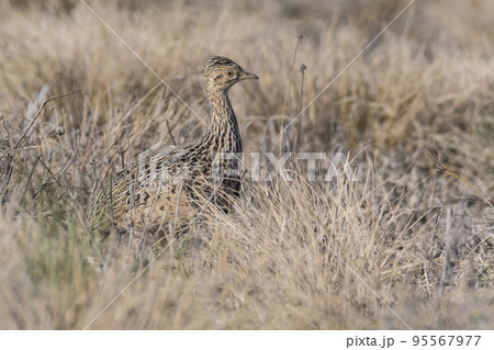 Tinamou in grassland environment, Pampas, Argentina 95567977