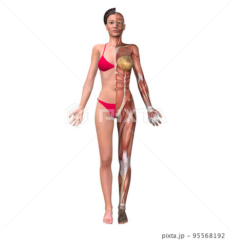 人体半身比較図・筋肉（女性） 95568192