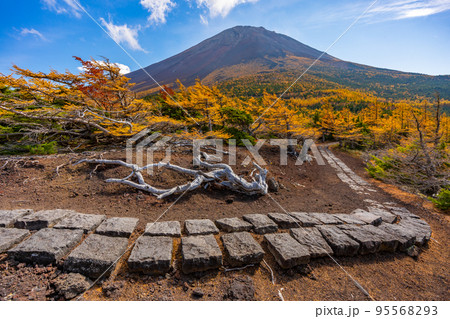 奥庭の紅葉 富士山 奥庭の紅葉 富士山 95568293