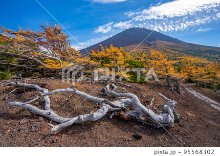 奥庭の紅葉　富士山 95568302