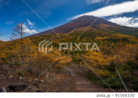奥庭の紅葉 富士山 奥庭の紅葉 富士山 95568330