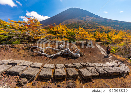 奥庭の紅葉　富士山 95568339