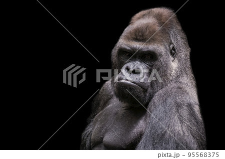 Adult male gorilla silverback on black backgroundの写真素材