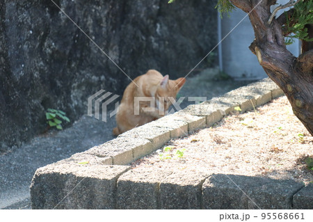 猫 95568661