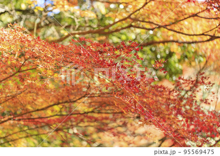 名勝・鬼ヶ嶽の紅葉 95569475