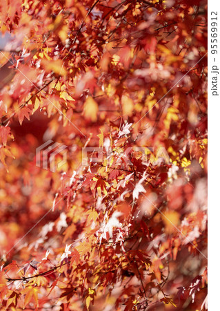 名勝・鬼ヶ嶽の紅葉 95569912