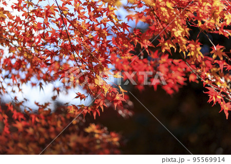 名勝・鬼ヶ嶽の紅葉 95569914