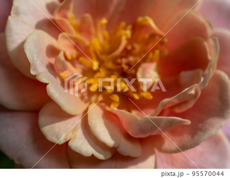 Delicate Distant drums rose pollens and petals as nature background Delicate Distant drums rose pollens and petals as nature background 95570044