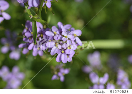Iberis Mermaid Lavender 95570623
