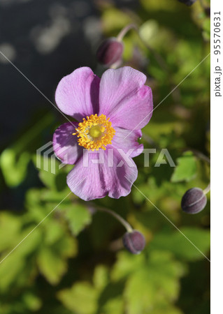 Japanese Anemone Praecox 95570631