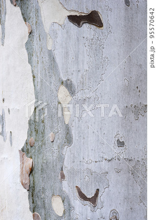 London plane London plane 95570642