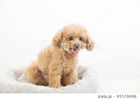 微笑むトイプードル 微笑むトイプードル 95570696