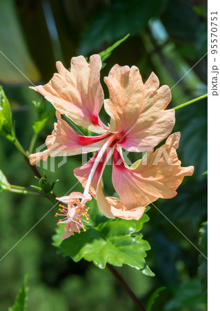 花 フラワー お花 95570751