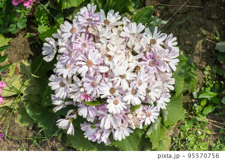 花 フラワー お花 95570756