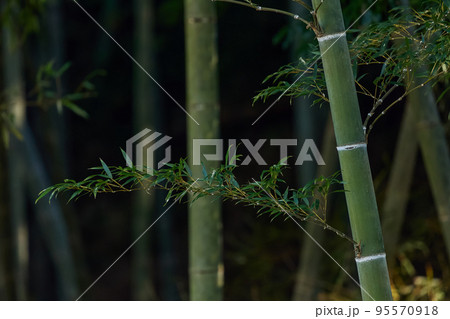 竹林 95570918