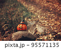 Halloween pumpkin in autumn forest. Seasonal fall scene 95571135