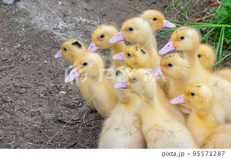 Duck broiler on a home farm 95571287
