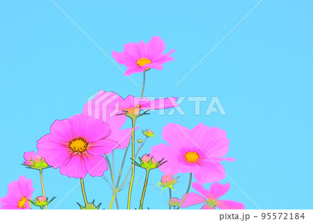 コスモス　秋　秋桜　花 95572184