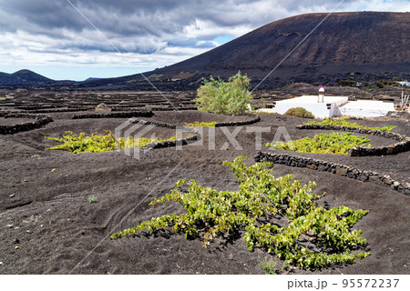 Vineyards in La Geria - Lanzarote, Spain Vineyards in La Geria - Lanzarote, Spain 95572237