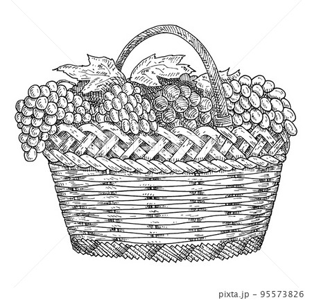 Wicker basket with grapes. Vintage hatching gray monochrome illustration. 95573826