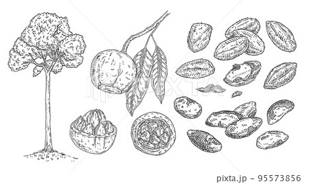Set Brazil nut. Tree, branch, nuts with shell and unshelled. Vector engraving Set Brazil nut. Tree, branch, nuts with shell and unshelled. Vector engraving 95573856