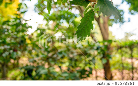 Leaves of Common hop  and view on japanese garden in Wurzburg 95573861