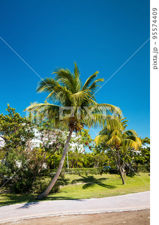 Caribbean park with palm trees and roads. Travel destinations. Cancun Caribbean park with palm trees and roads. Travel destinations. Cancun 95574409