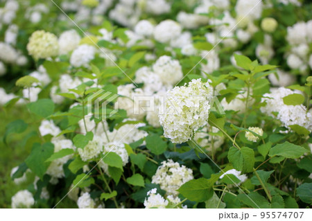 アナベルの花 アナベルの花 95574707