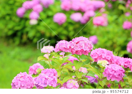 アジサイの花 95574712