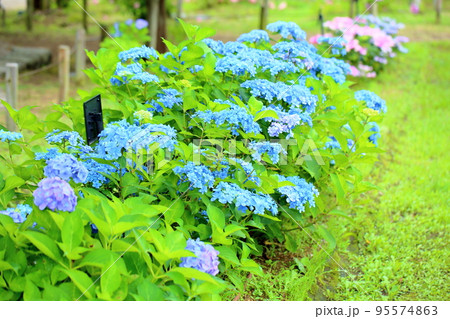 アジサイの花 佳澄 アジサイの花 佳澄 95574863