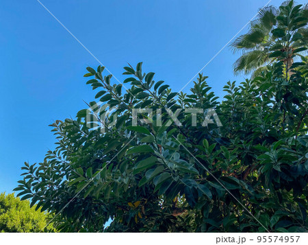 Green natural beautiful leaves of trees and bushes against the sky in a warm tropical country, resort Green natural beautiful leaves of trees and bushes against the sky in a warm tropical country, resort 95574957