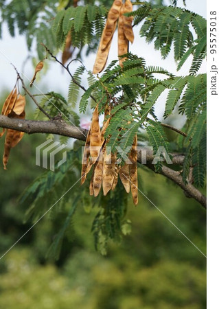 ネムノキ・2022年9月　 95575018