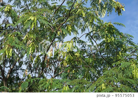 ネムノキ・2022年10月 95575053