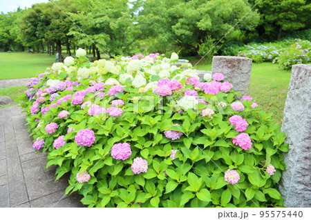 アジサイの花 アジサイの花 95575440