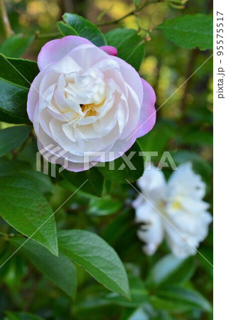 ピンク色の山茶花（さざんか） 95575517