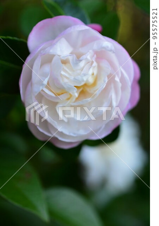 ピンク色の山茶花（さざんか） 95575521