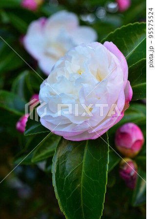 ピンク色の山茶花(さざんか) ピンク色の山茶花(さざんか) 95575524