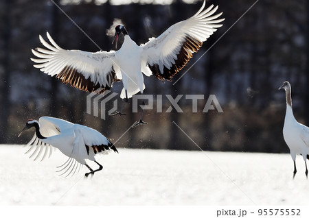 群れの中で踊るタンチョウ(北海道・鶴居) 群れの中で踊るタンチョウ(北海道・鶴居) 95575552