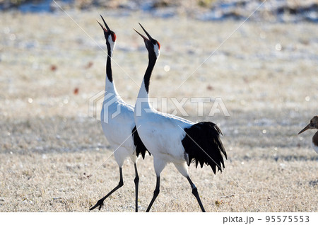 黄金色に輝く草原で鳴き交わすタンチョウ(北海道・鶴居) 黄金色に輝く草原で鳴き交わすタンチョウ(北海道・鶴居) 95575553
