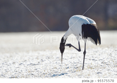羽繕いするタンチョウ(北海道・鶴居) 羽繕いするタンチョウ(北海道・鶴居) 95575570